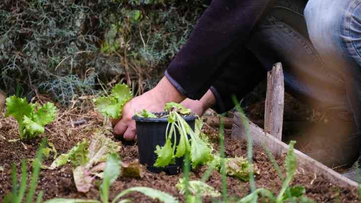 plantar lechuga