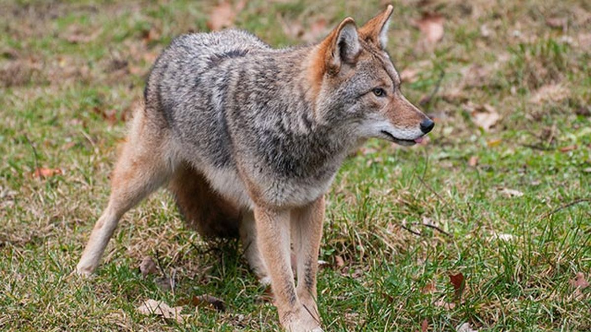lobo iberico caracteristicas 1
