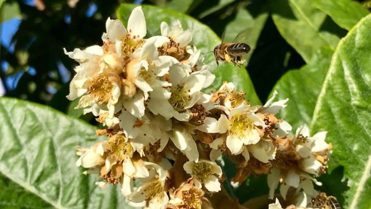 floracion del arol nispero