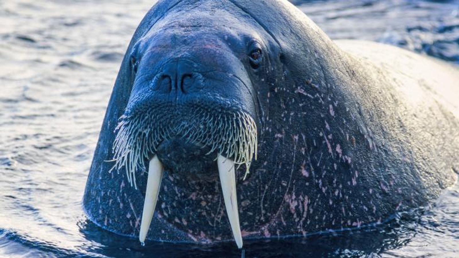 animales marinos 6