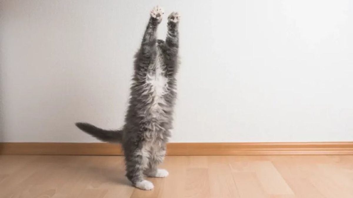 epilepsia en gatos 2