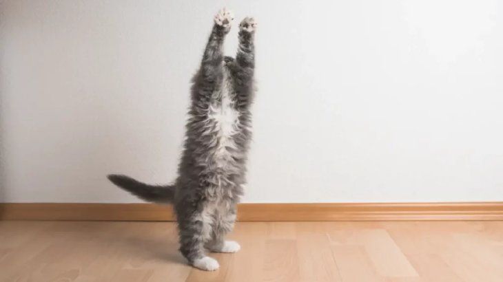 epilepsia en gatos 2
