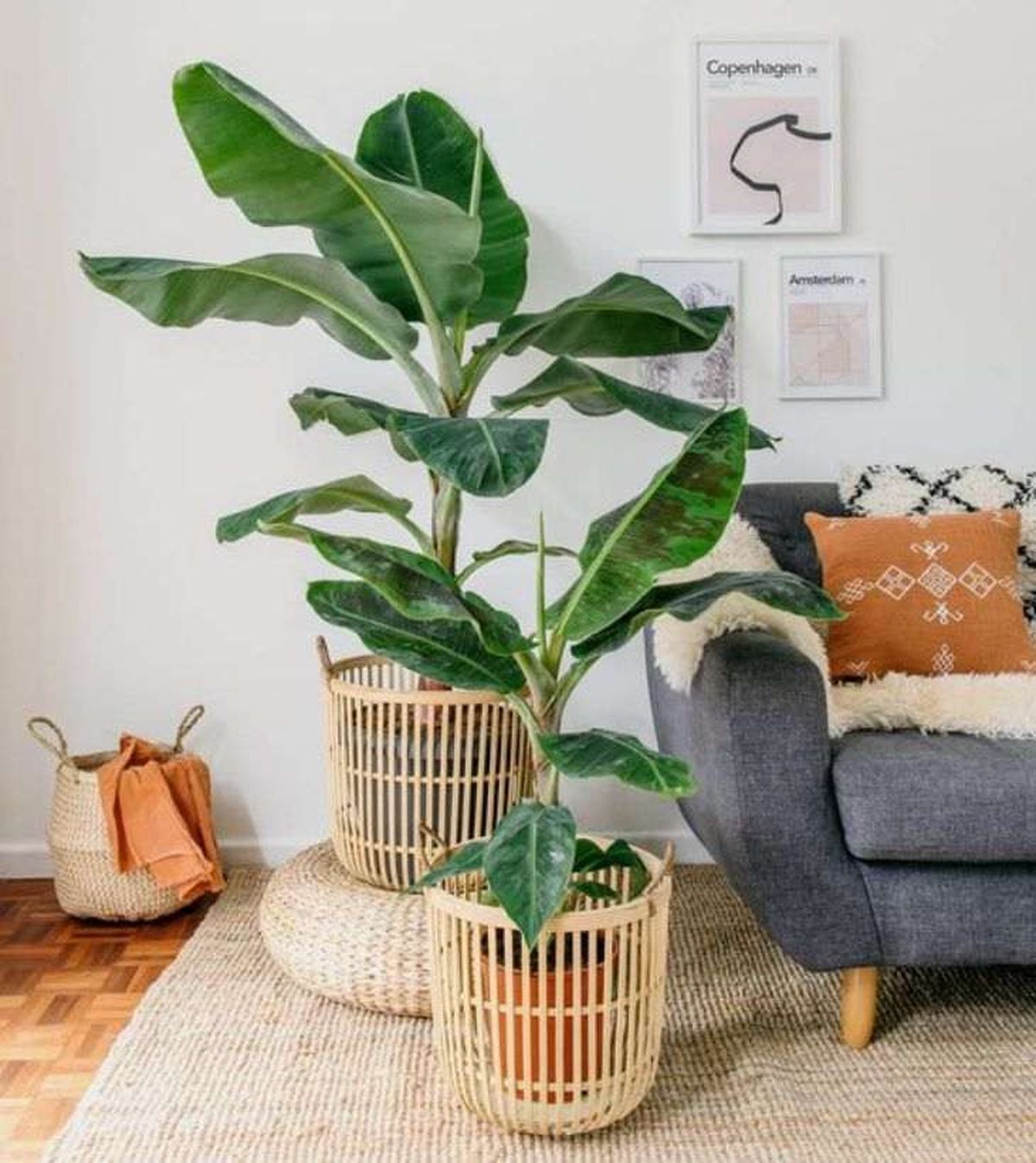 musa dwarf cavendish decoracion