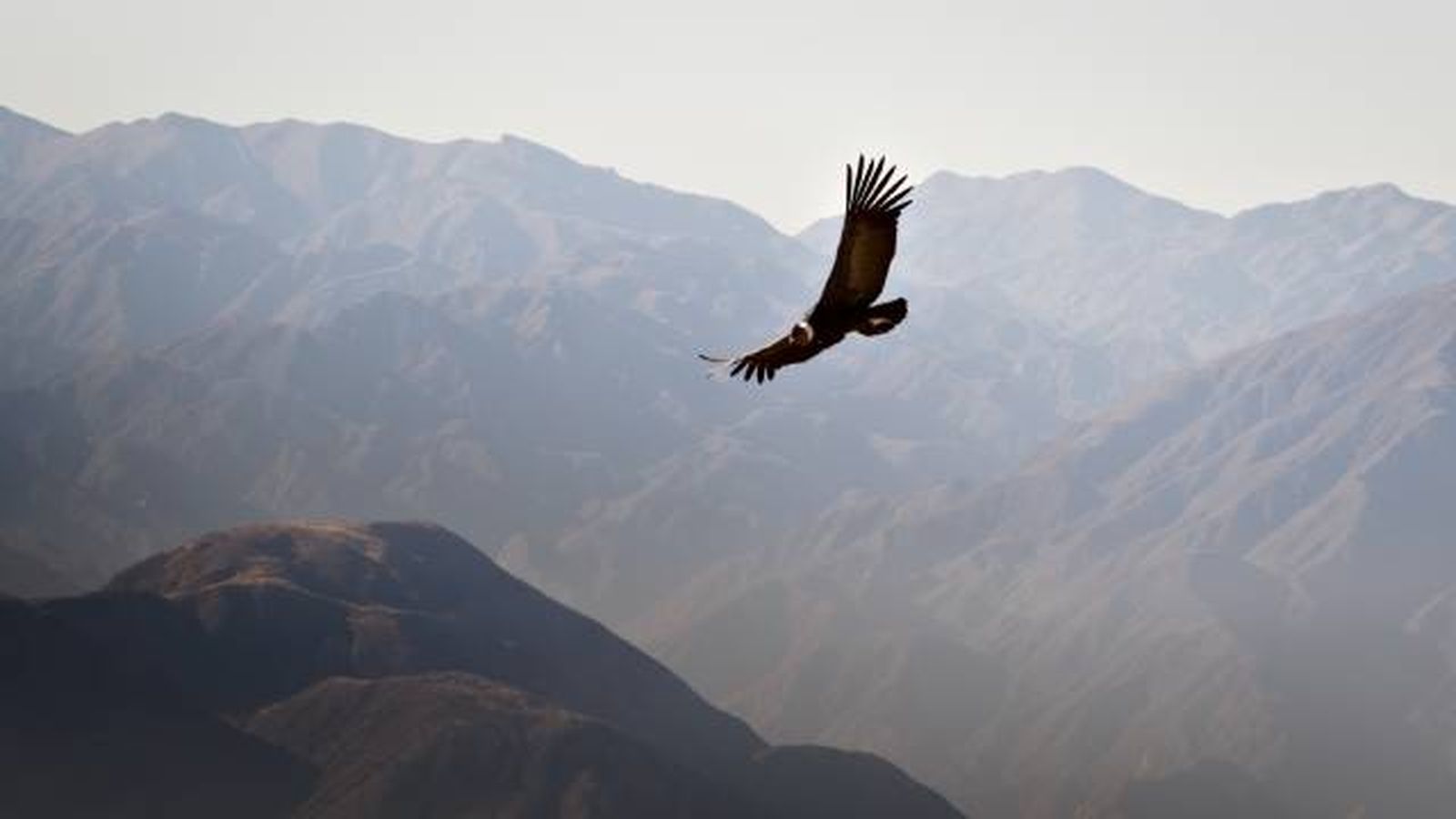condor de los andes (1)