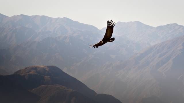 condor de los andes (1)