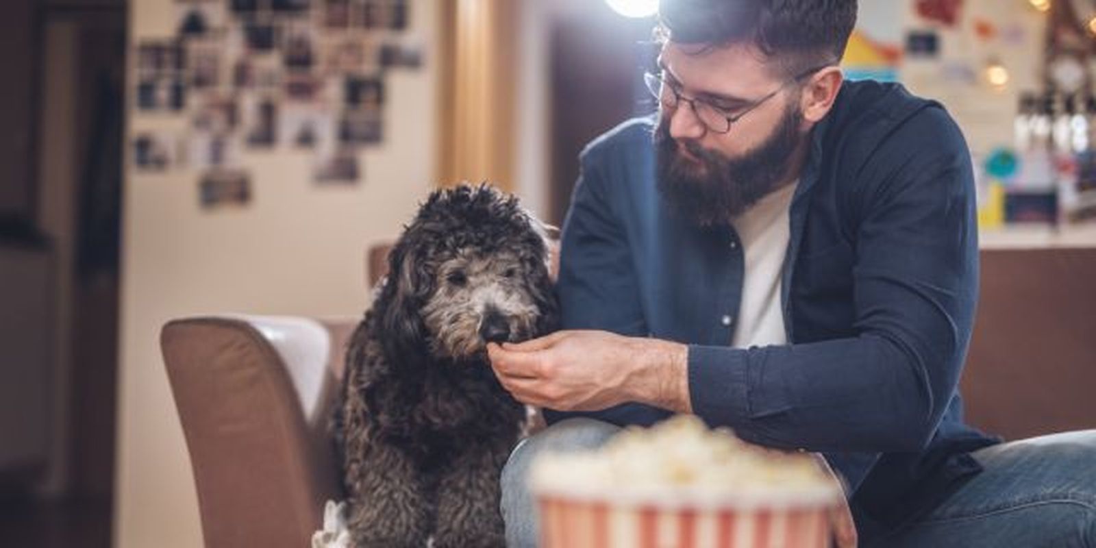 peliculas de perros 1