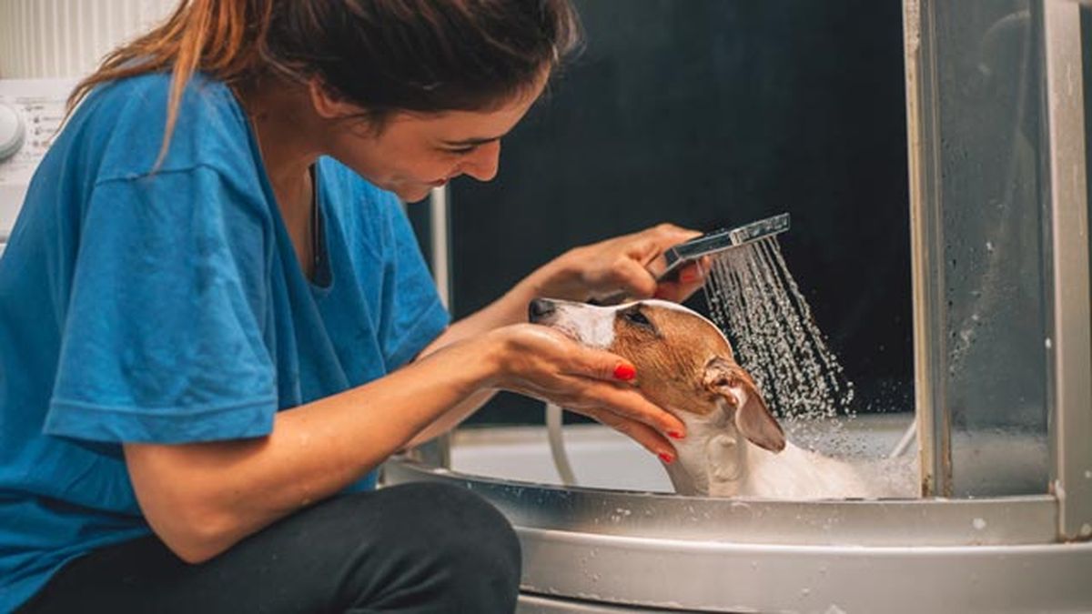 como reciclar los restos de cafe repelente insectos