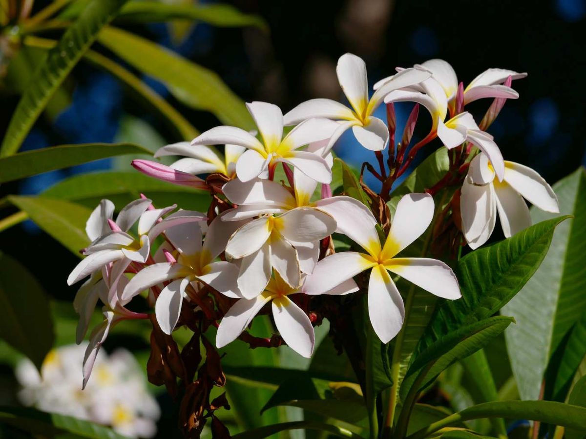 Plumeria rubra.