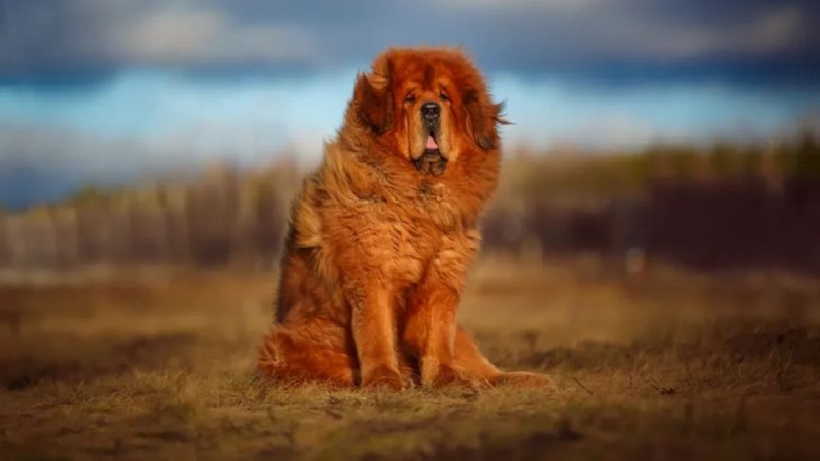 dogo del tibet 4