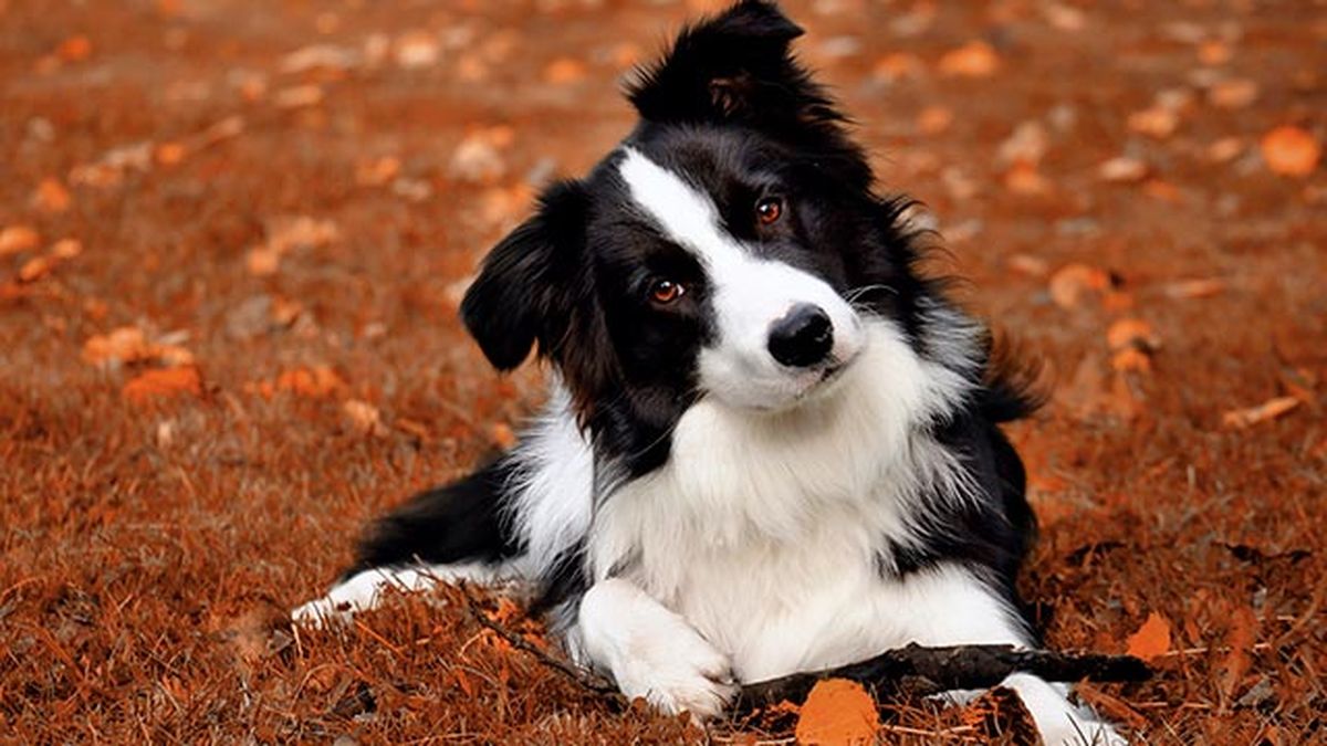 border collie (2)