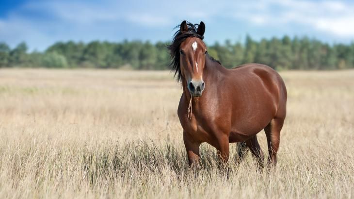 nombres originales para animales 6