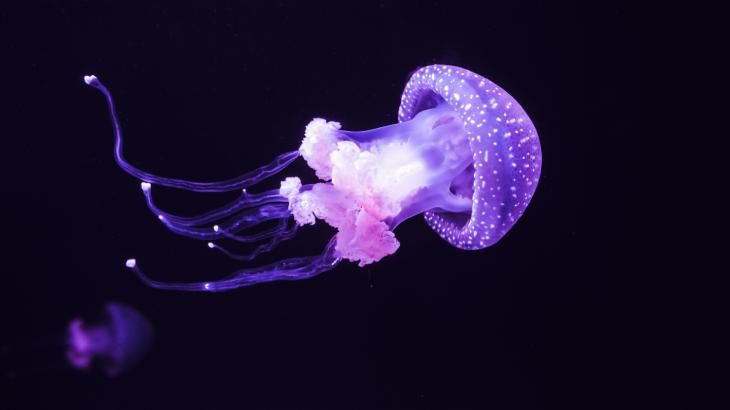 animales marinos 7