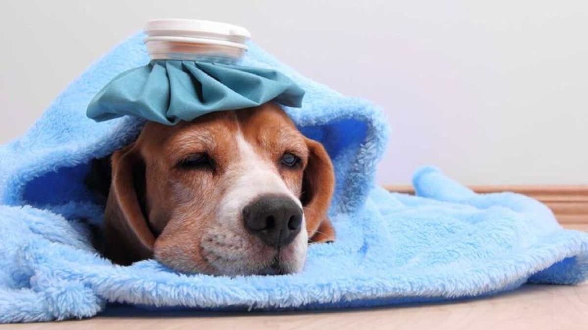 pancreatitis en perros 4