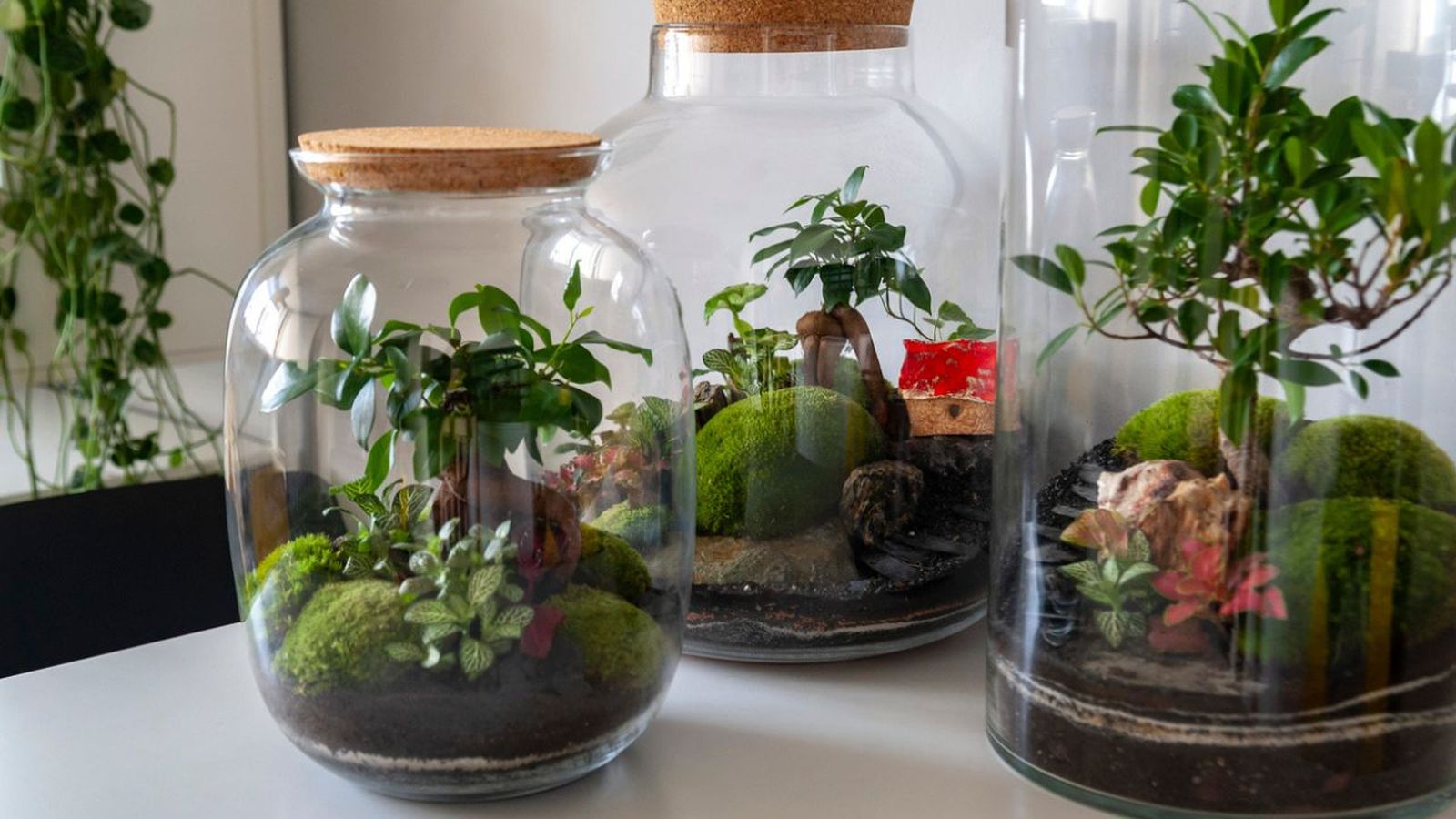 comprar terrario de plantas el corte ingles