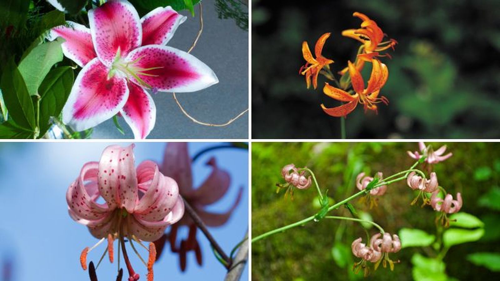 Lilium Journey end lilium medeoloides lilium speciosum var rubrum lilium martagon