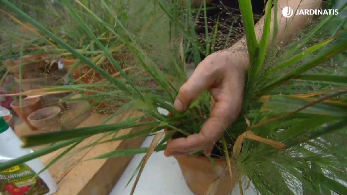 Eragrostis spectabilis