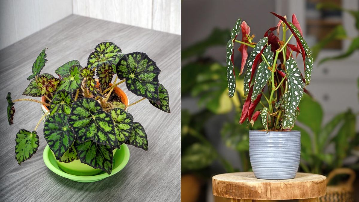 begonia tigre y begonia maculata variedades arbustivas