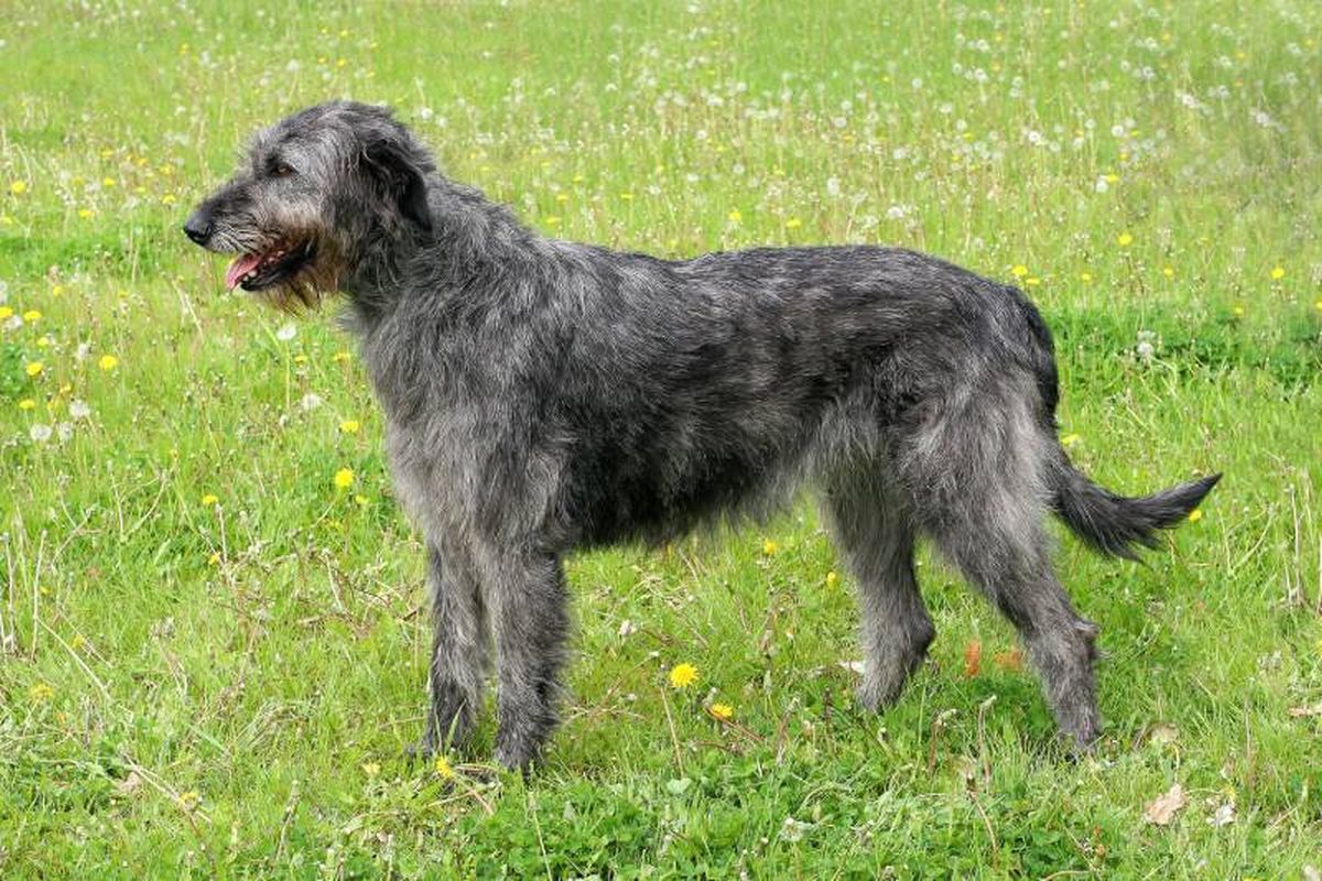 Los celtas irlandeses empleaban al Irish WolfHound para tareas relacionadas con la caza