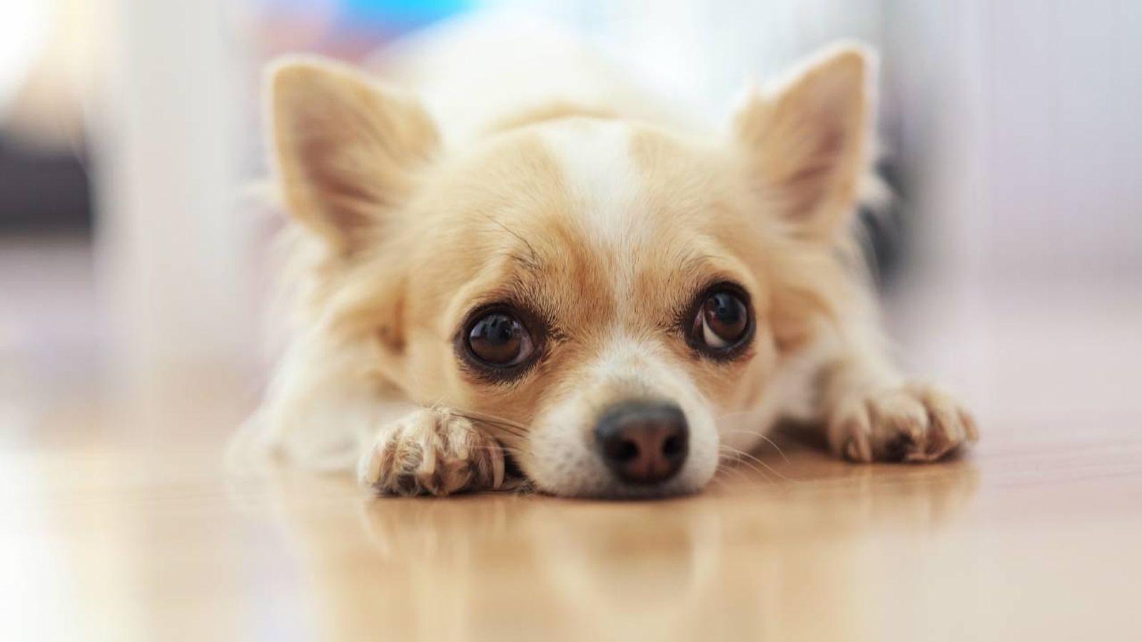 Chihuahua con un color blanco y beige en el suelo