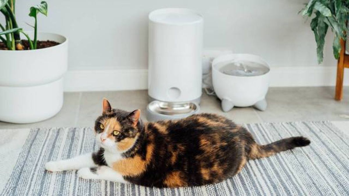 comedero bebedero automatico tecnologia inteligente para gatos