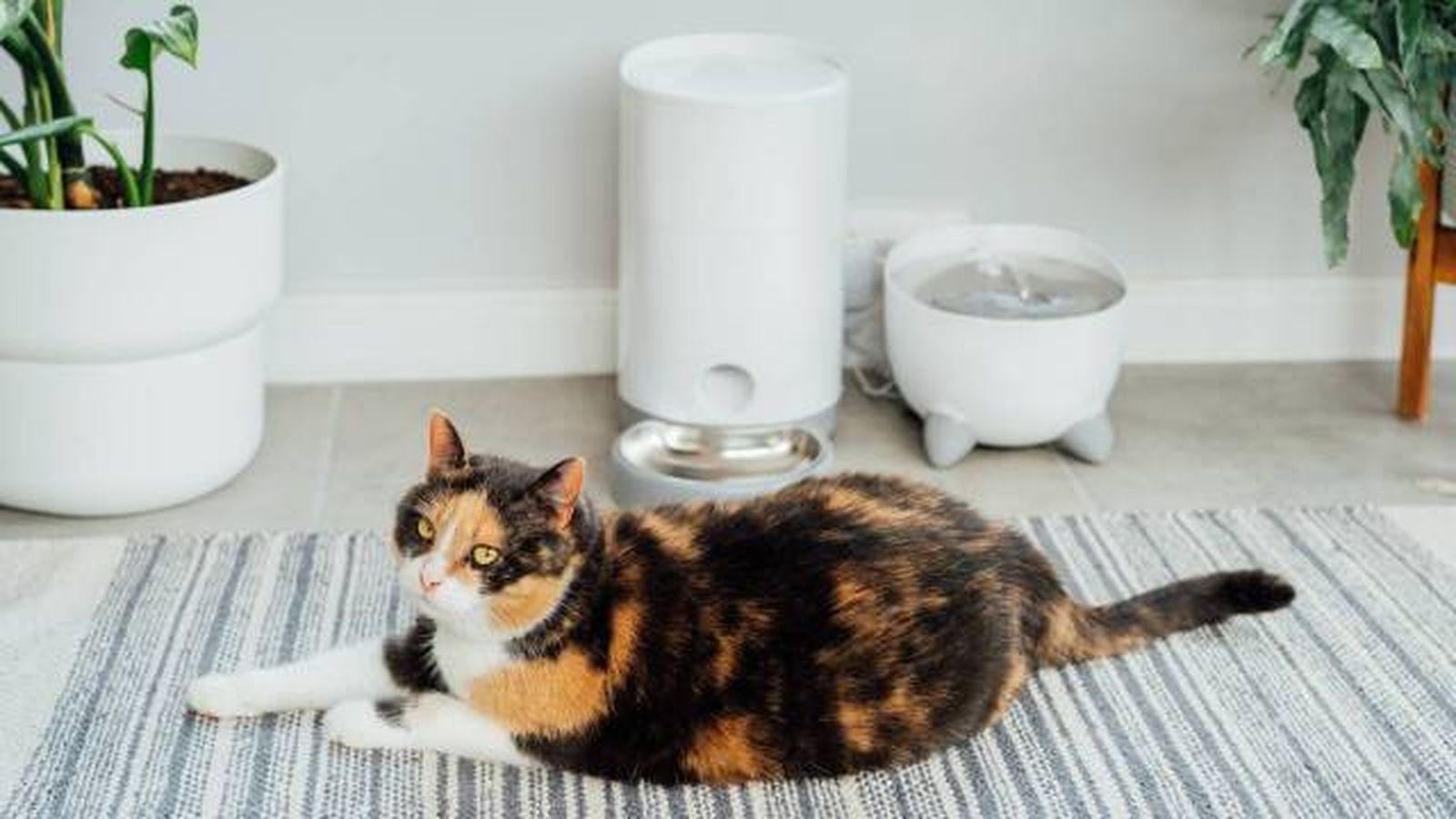 comedero bebedero automatico tecnologia inteligente para gatos