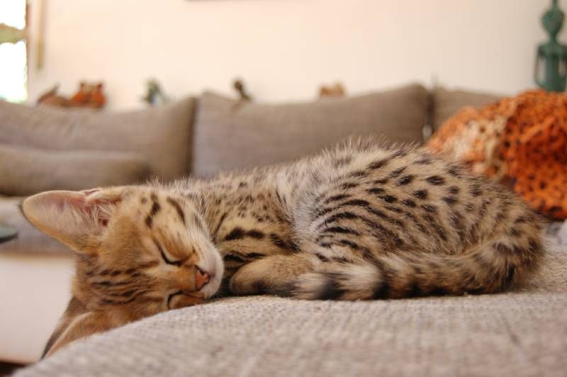 El savannah combina la docilidad de un gato doméstico con la apariencia de un felino salvaje.
