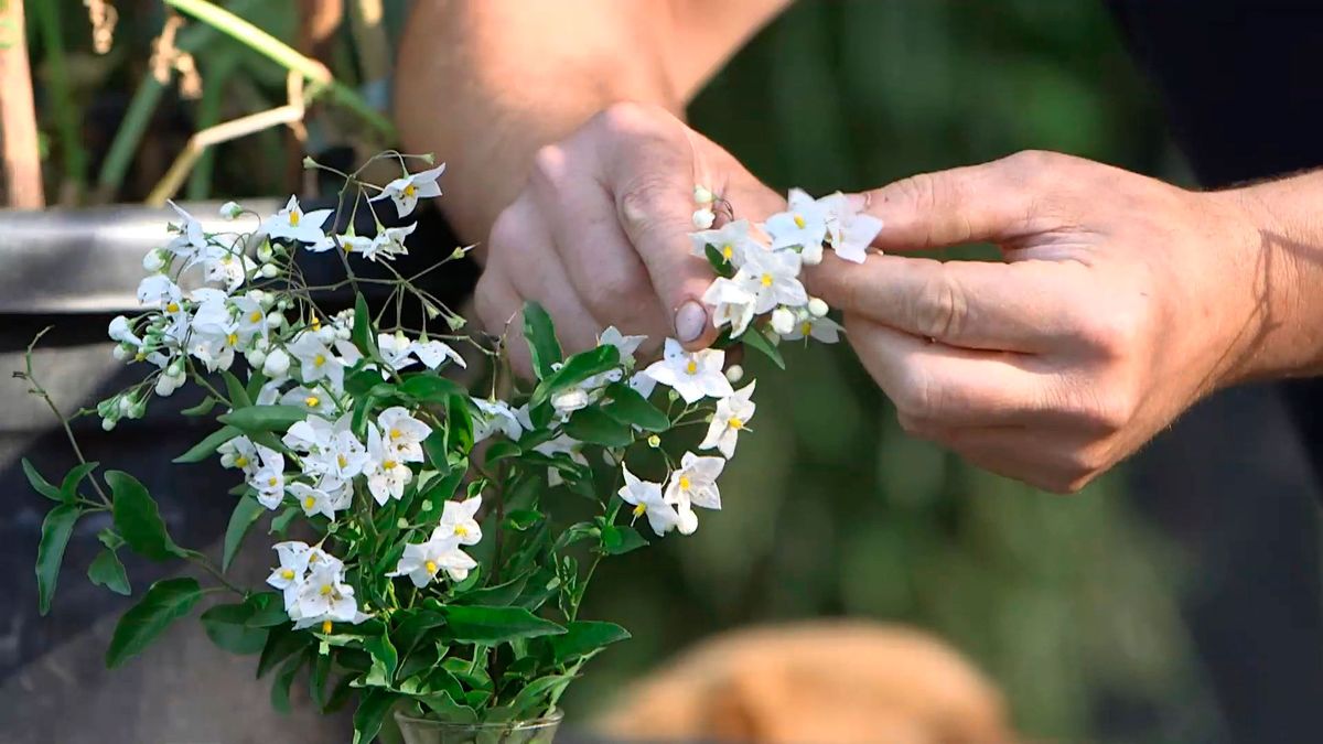 bric0962 3 resultado injerto tomatera patatera flor solanaceas
