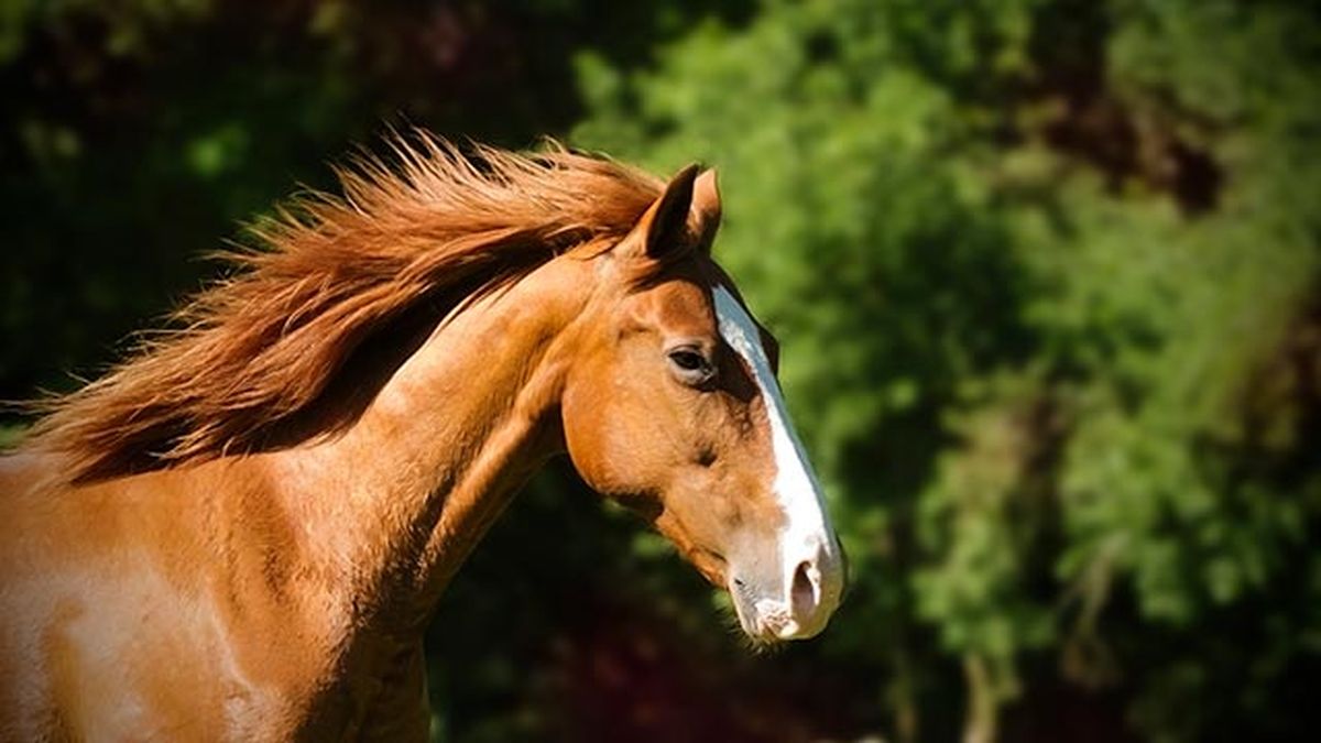 caballo corriendo