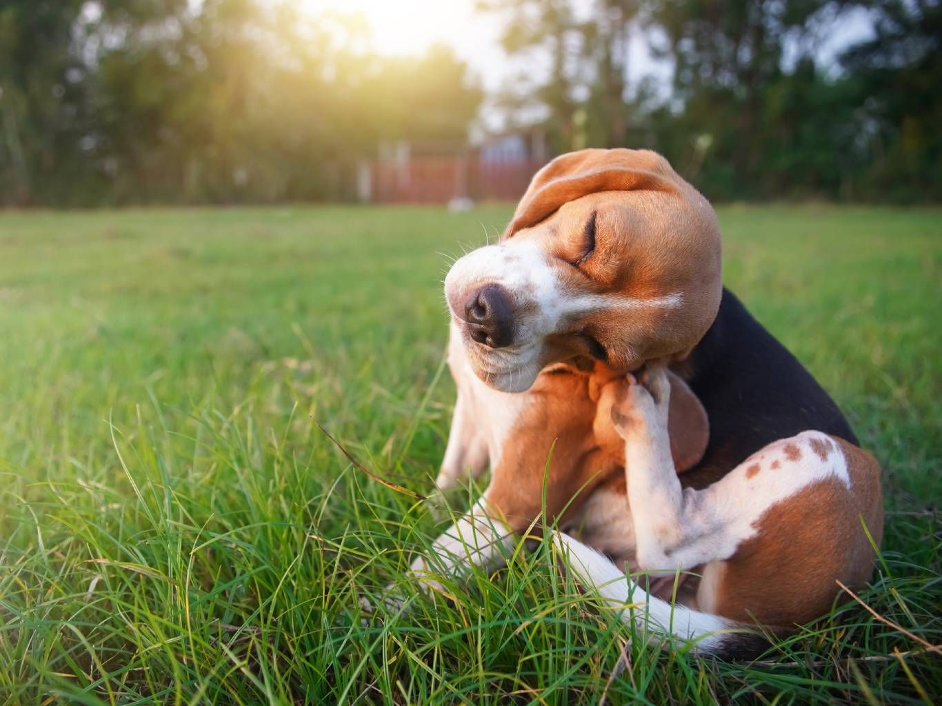 Examina la piel de tu perro en busca de irritaciones, heridas o parásitos.
