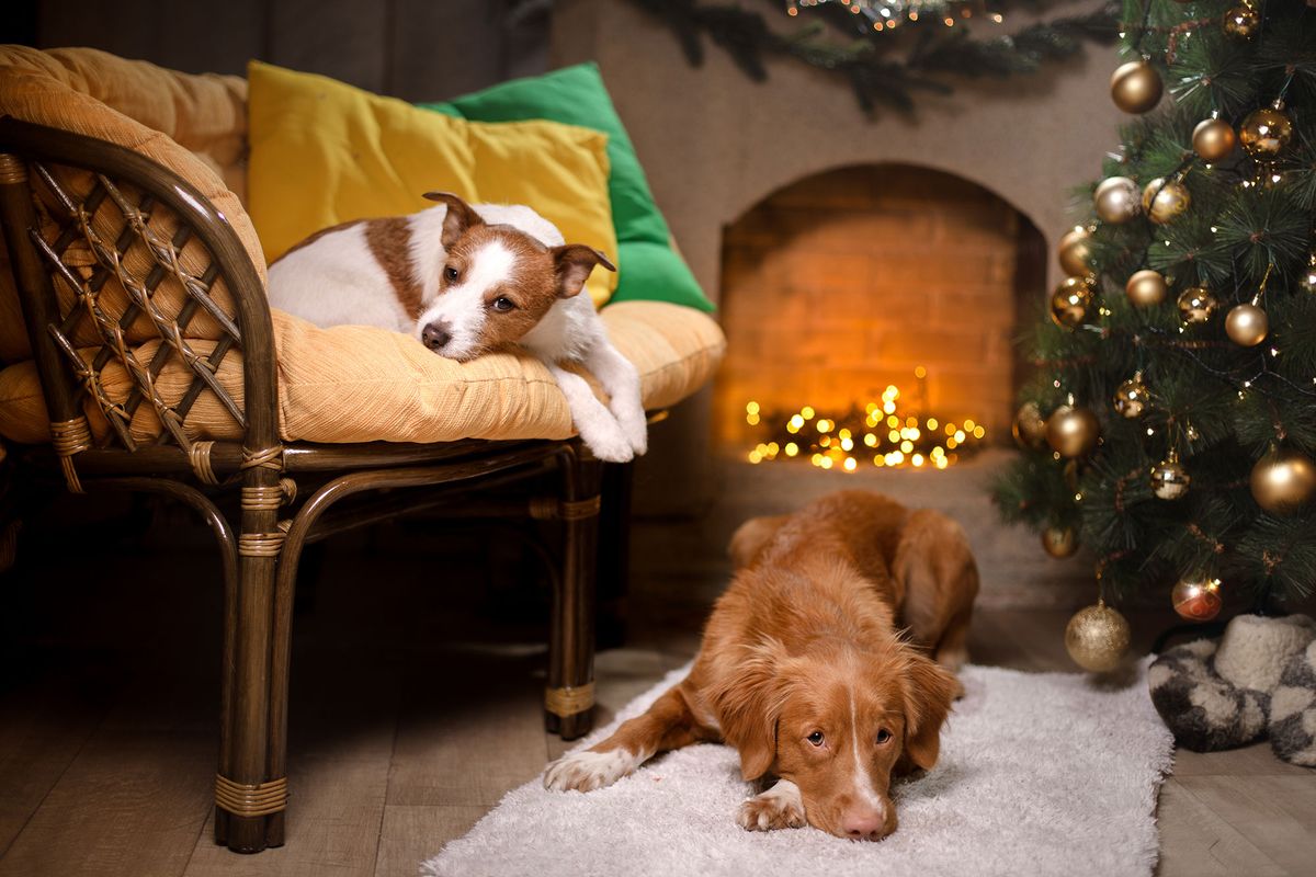La Navidad es una época llena de reuniones sociales.