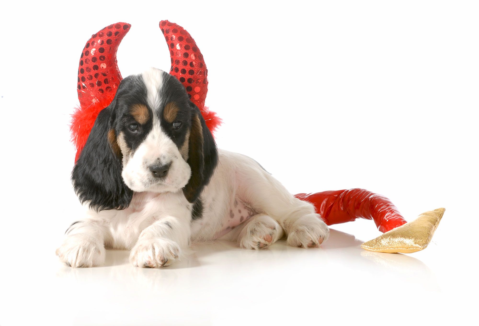perros disfraz diablillos cocker