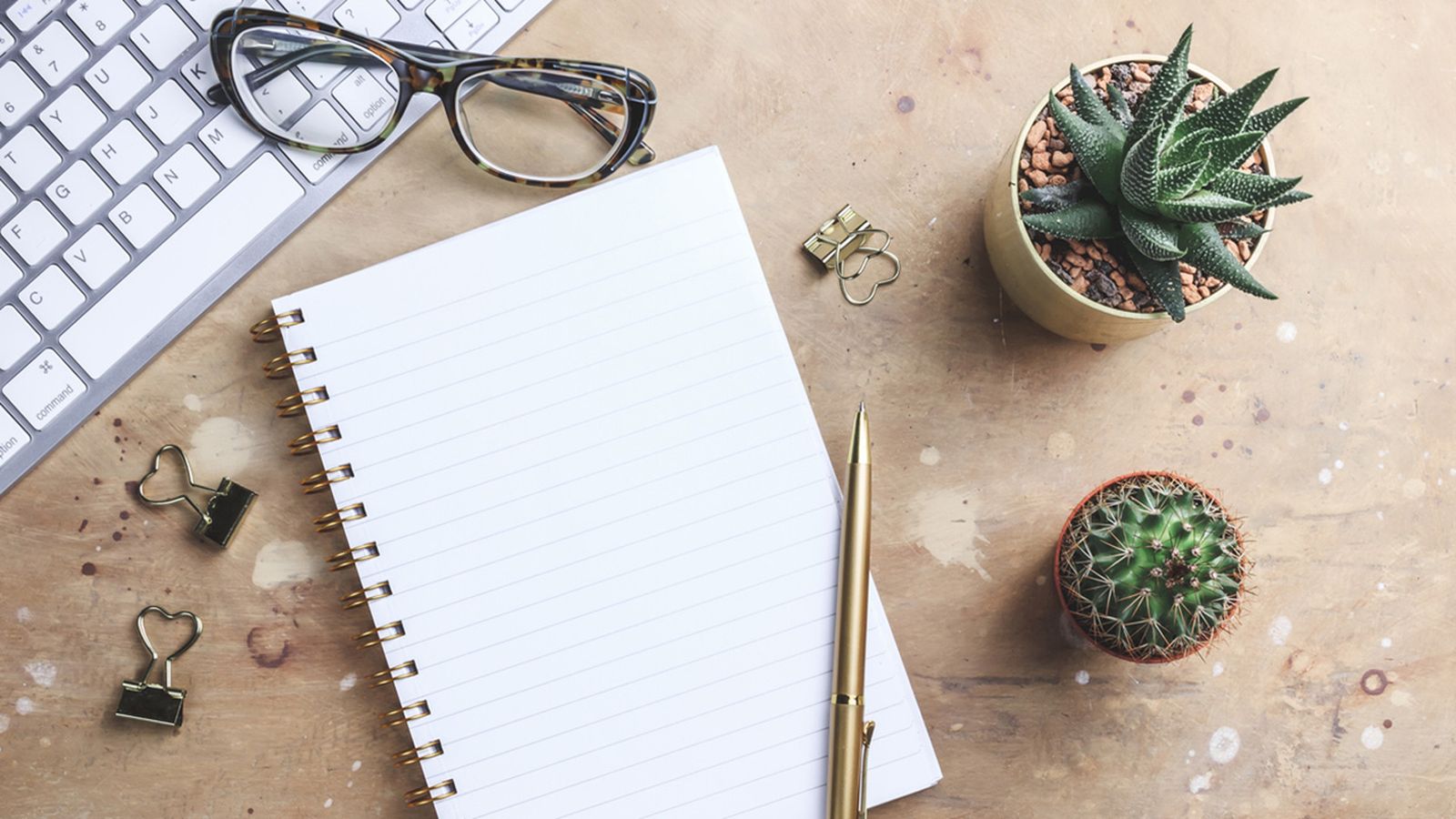 suculentas escritorio de la oficina xl