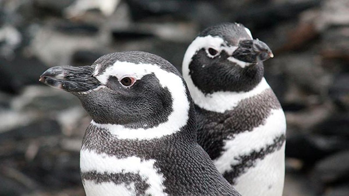 animales oceano peligro extincion pinguinos magallanes 2