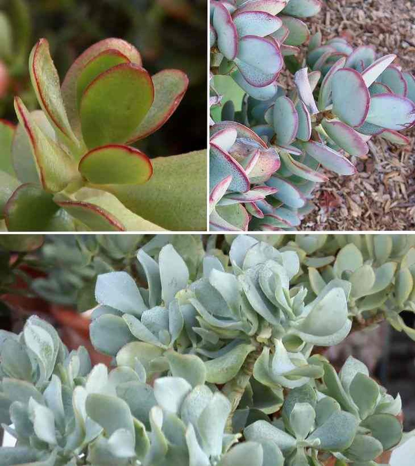 variedades de crassula arborescens brico 842