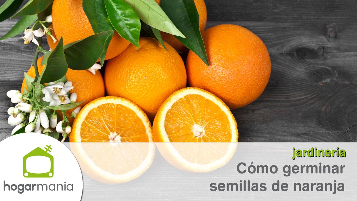 como germinar semillas naranja xl