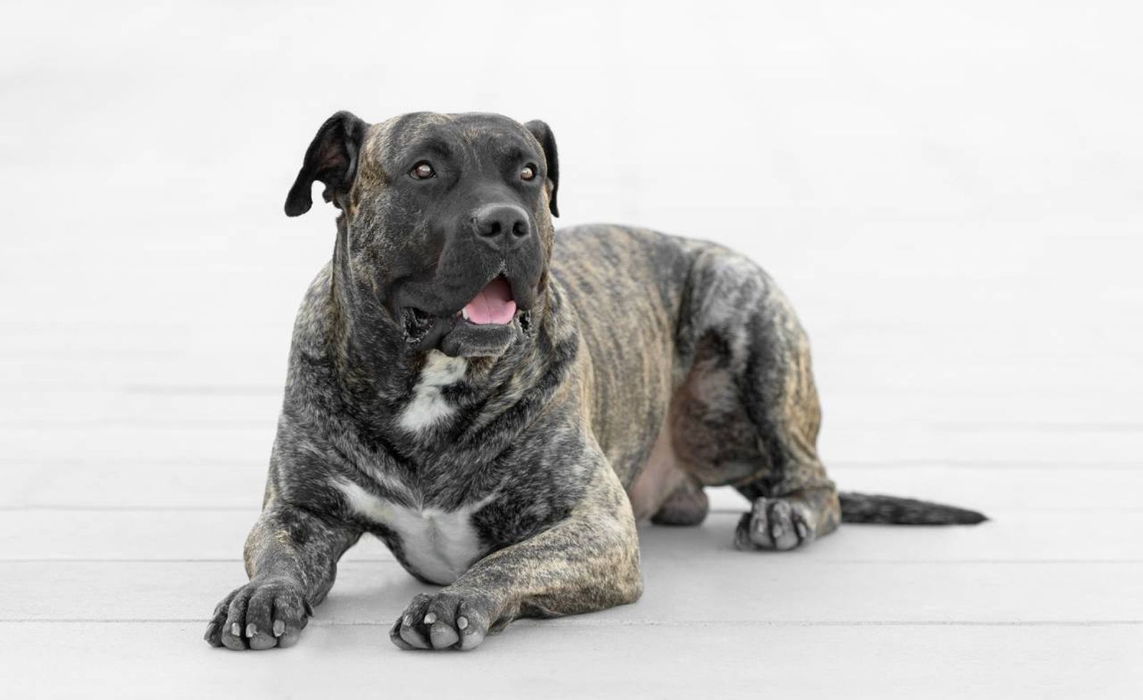 El presa canario es el perro guardián que lidera el ranking mundial de perros guardines.