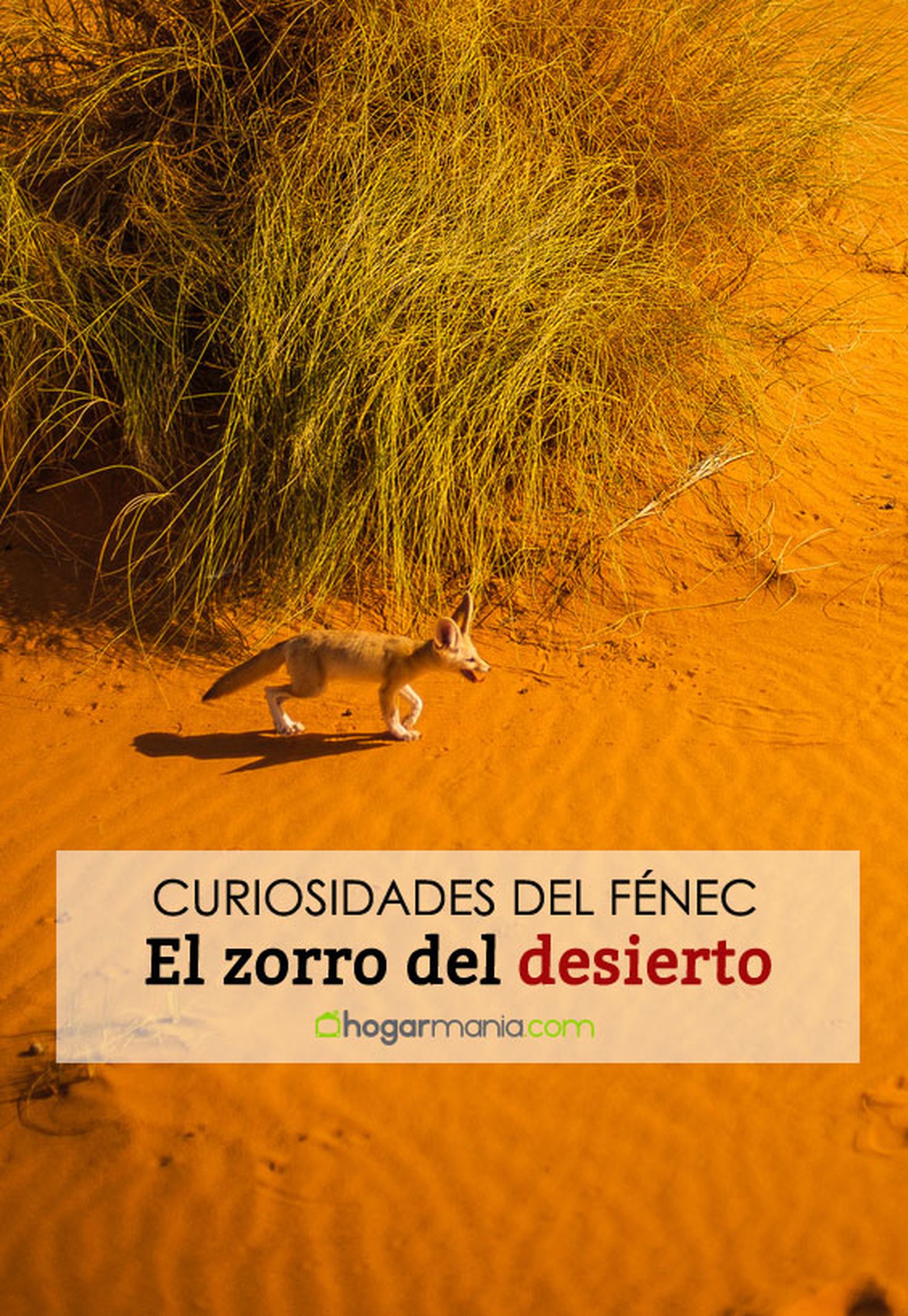 fenec zorro desierto pin