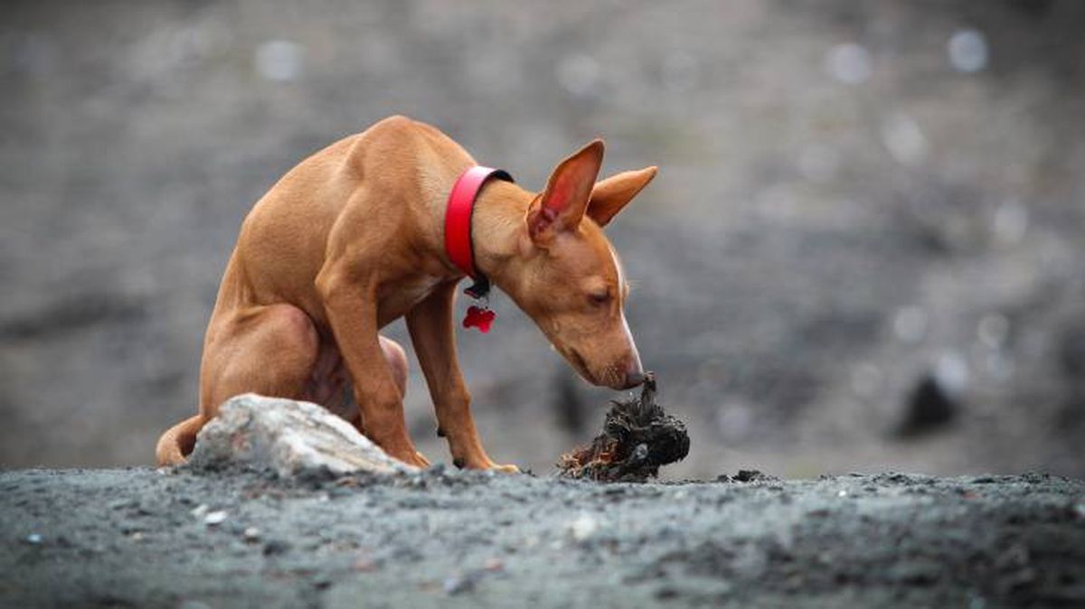 cirneco dell etna cachorro