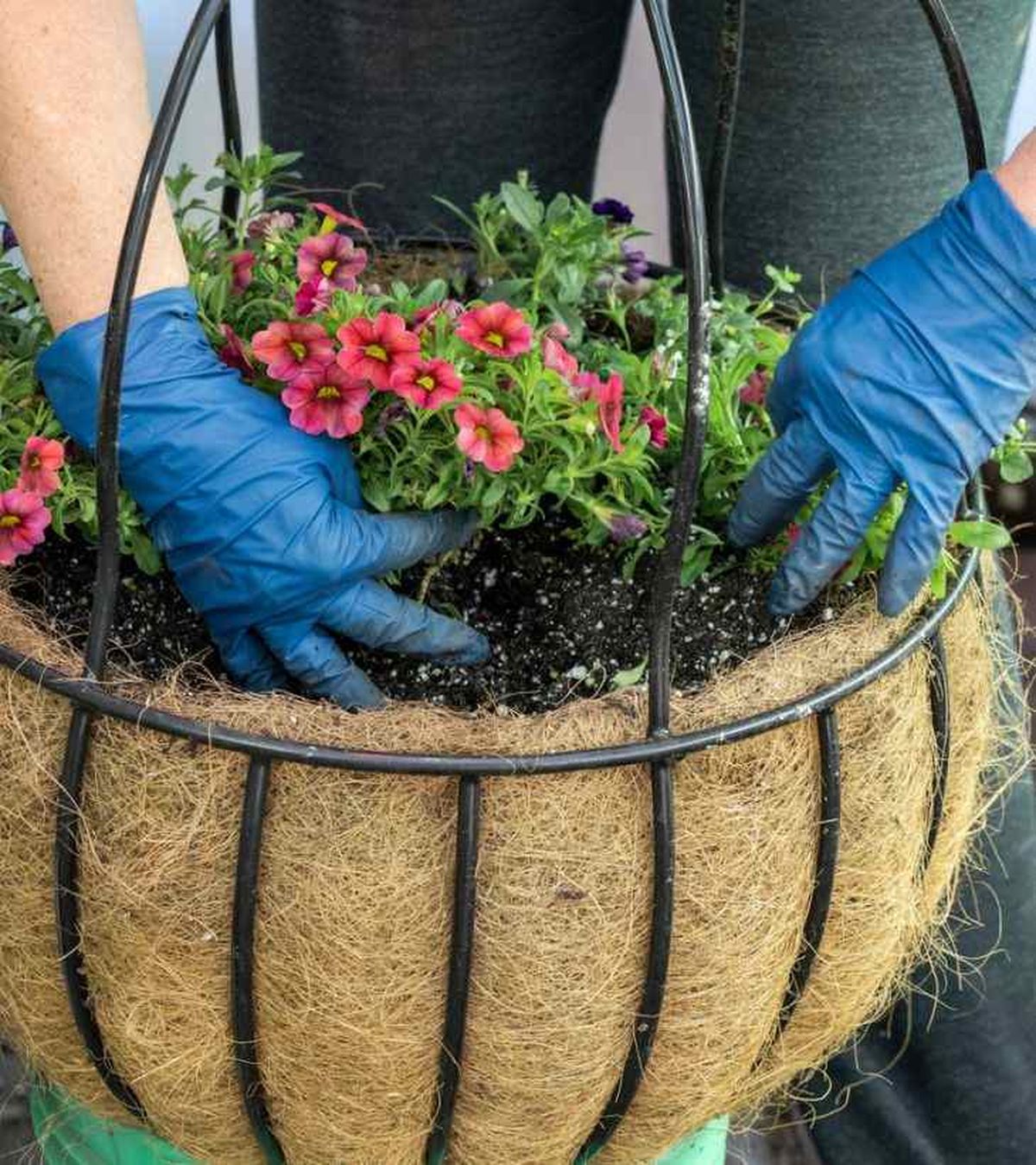 calibrachoa planta con.flores para macetas colgantes