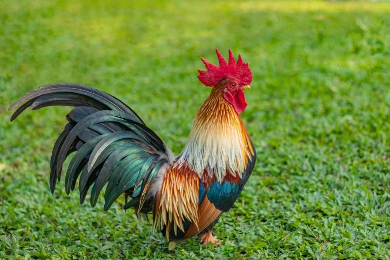 Un entorno adecuado es fundamental para el bienestar del gallo rojo.
