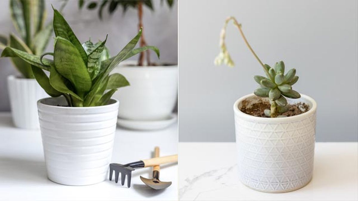 Sansevieria trifasciata hahnii pachifito plantas pisos pequenos