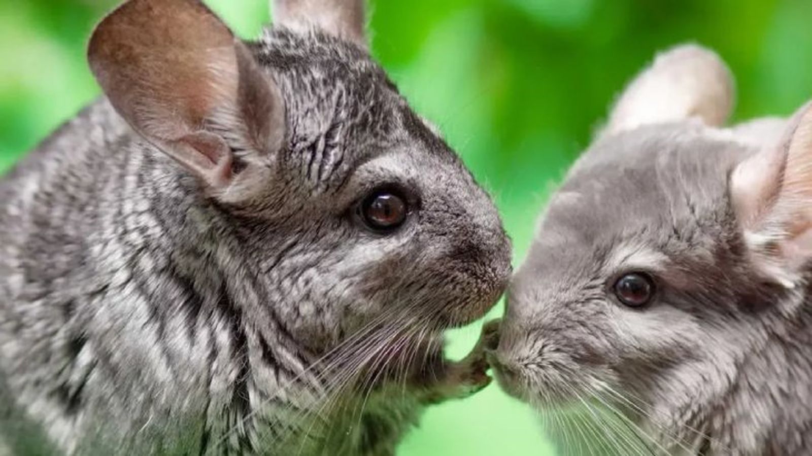chinchilla cuidados 4