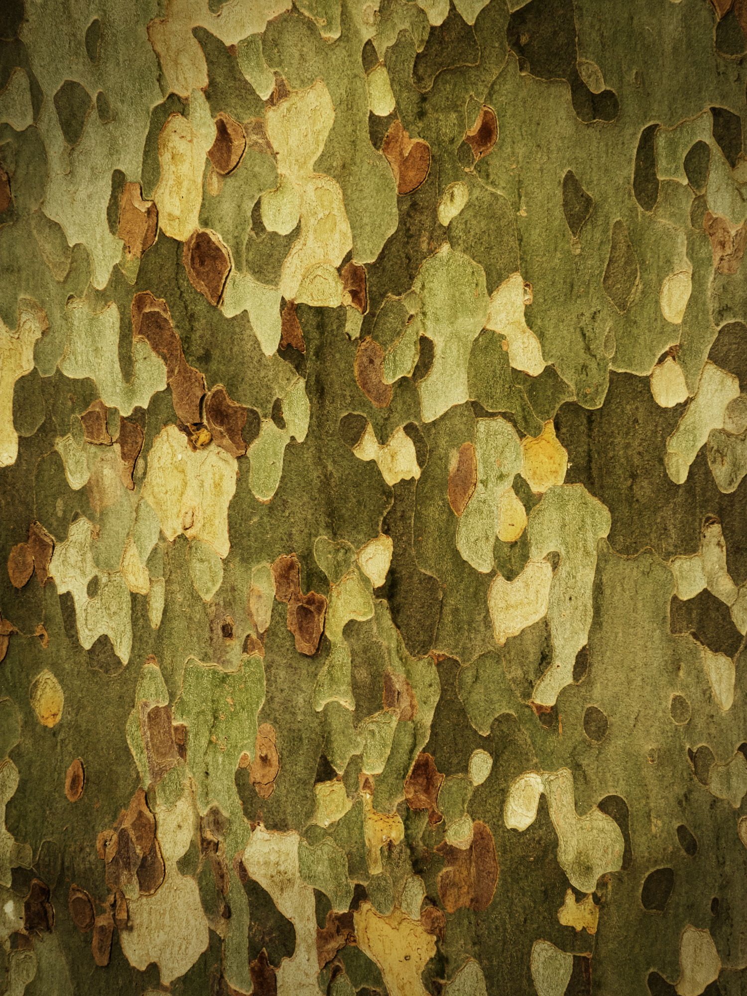 árbol plátano