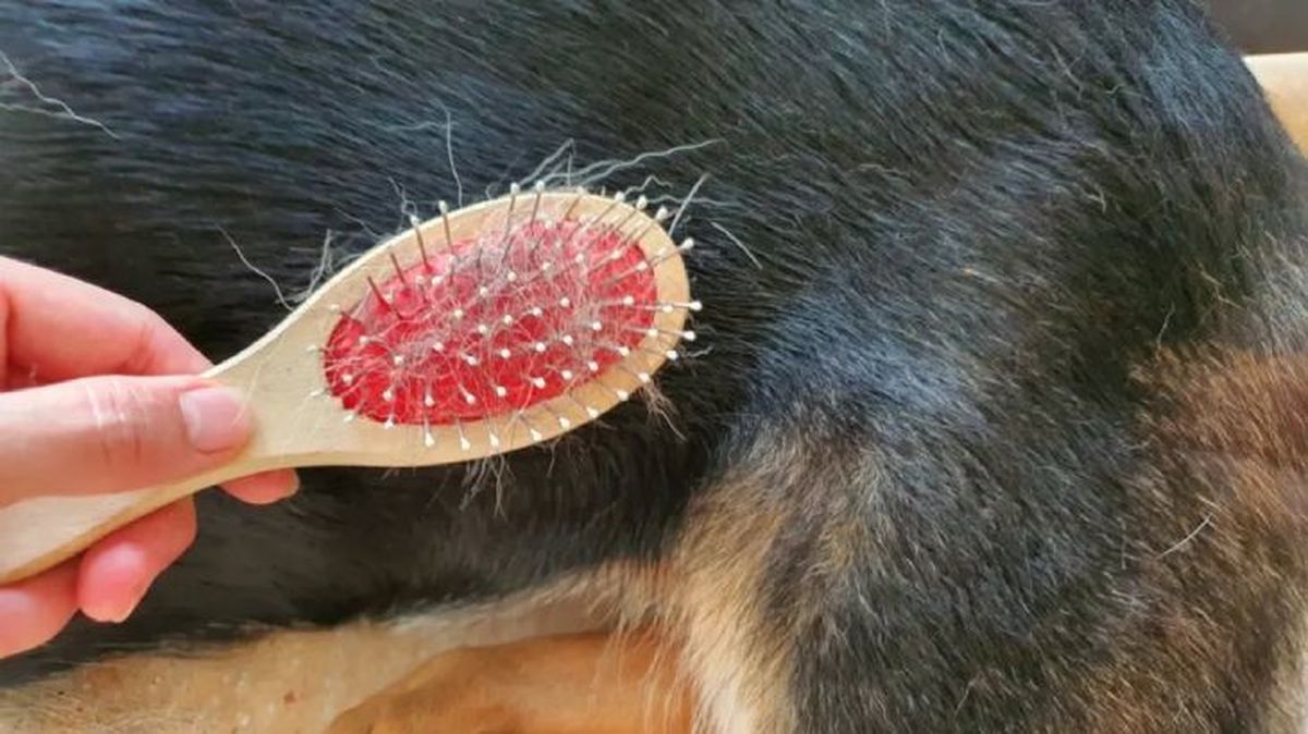 a mi perro se le cae mucho el pelo 4