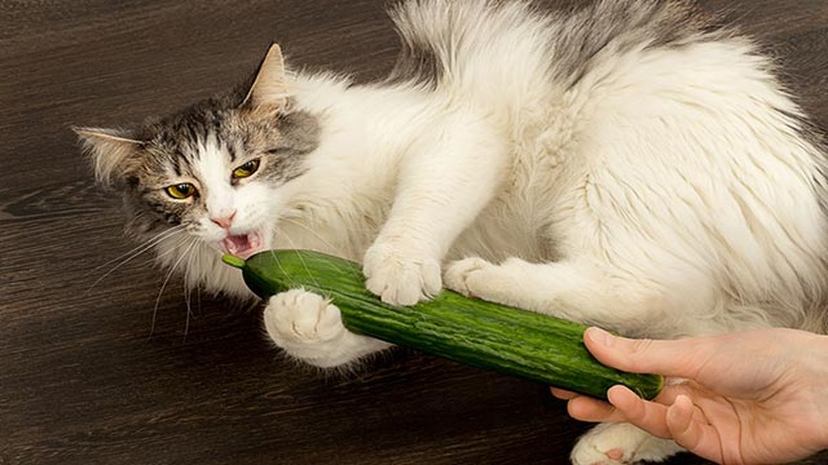gato mordiendo pepino