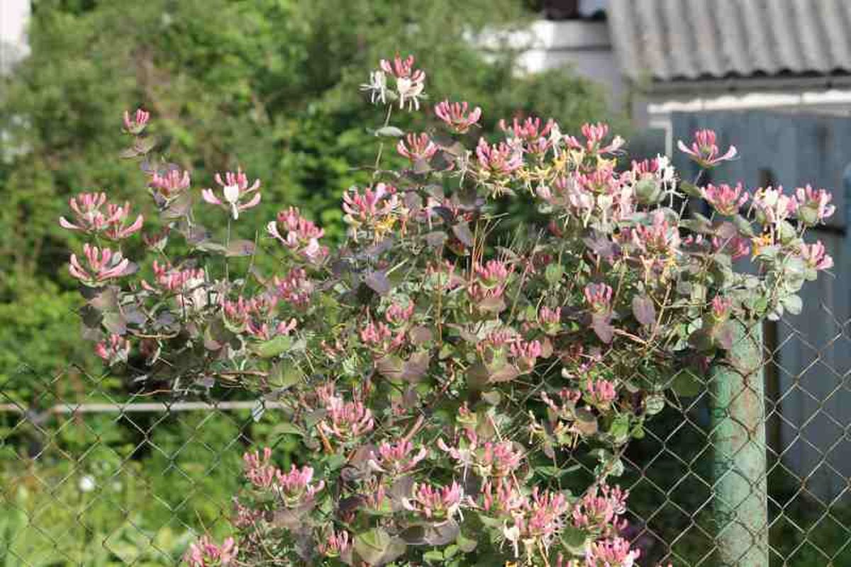 Madreselva (Lonicera caprifolium)