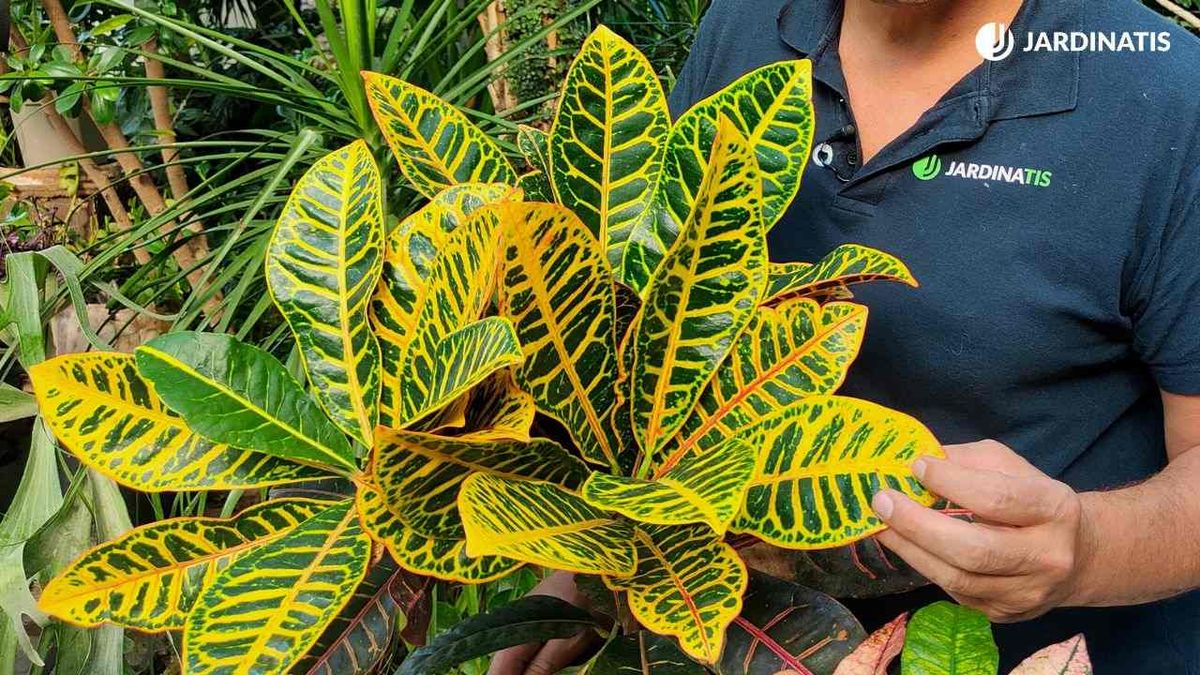 croton cuidados