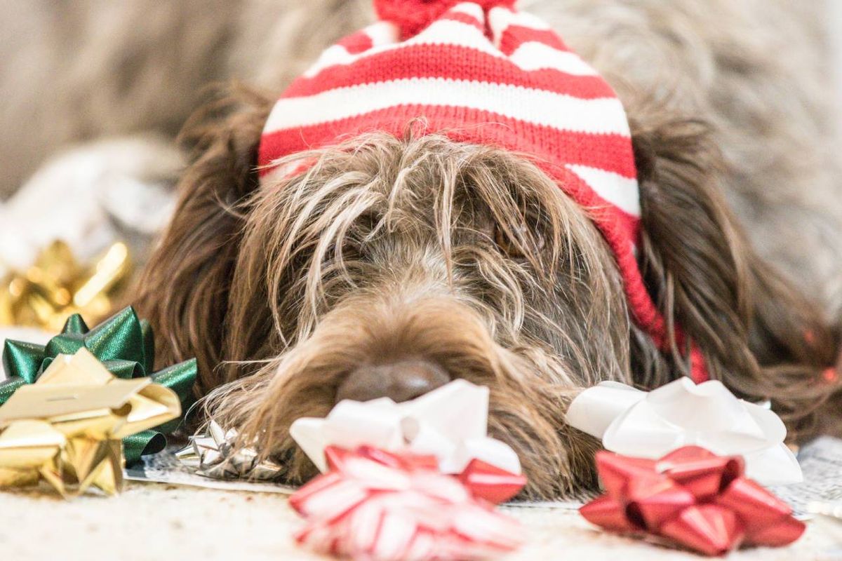 Es un tipo de actividad que desafía la inteligencia de tu perro, con lo que además estimulará su mente.
