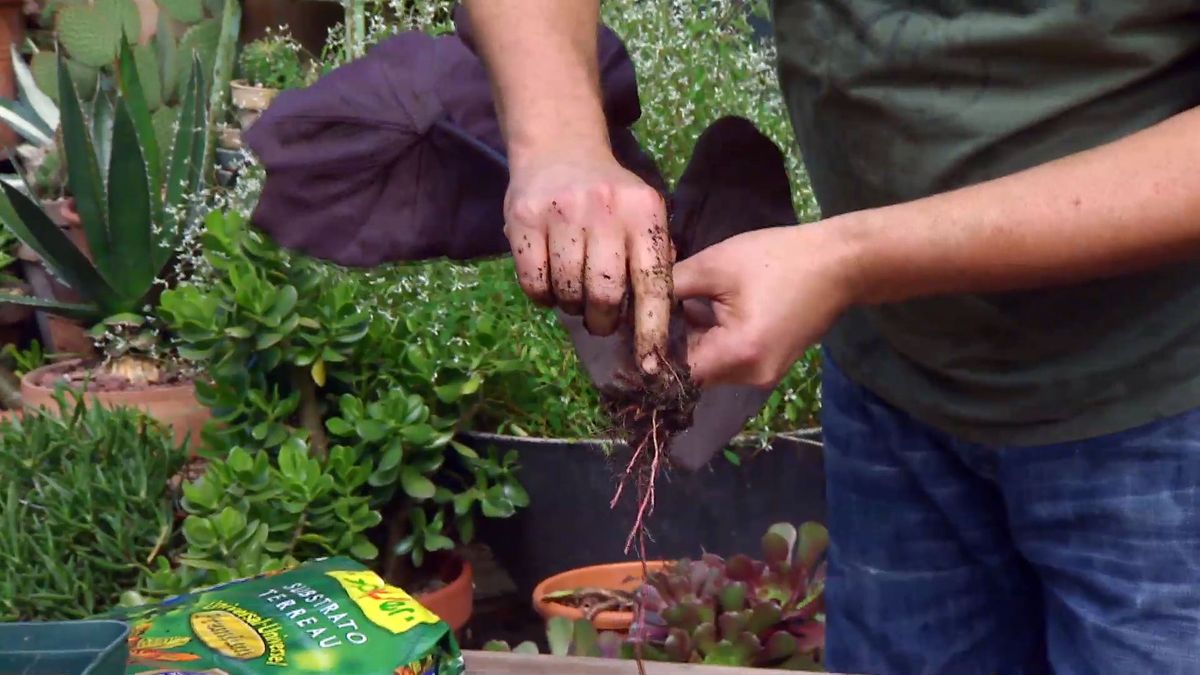 deco 0669 composicion floral rosas negros alegria alocasia alocasia division