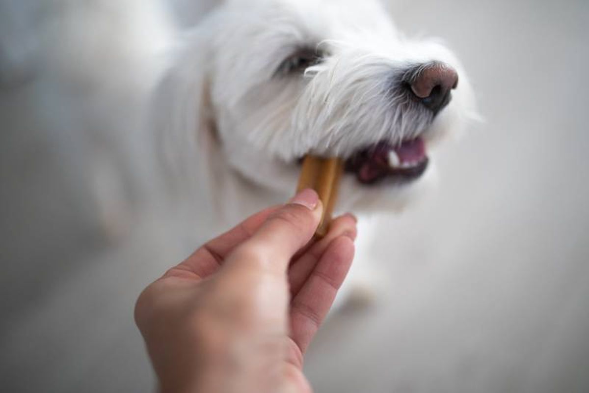No le obligues a comer ni le ofrezcas demasiadas recompensas, podría sufrir sobrepeso y obesidad